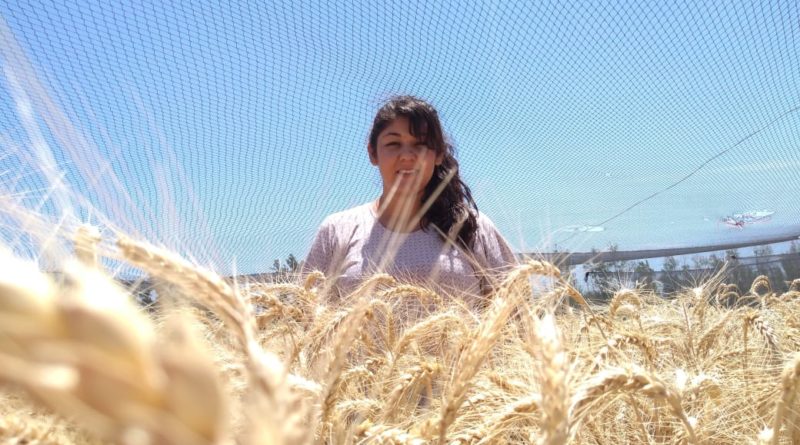 En el San Juan de la sequía es posible sembrar trigo de ciencia argentina